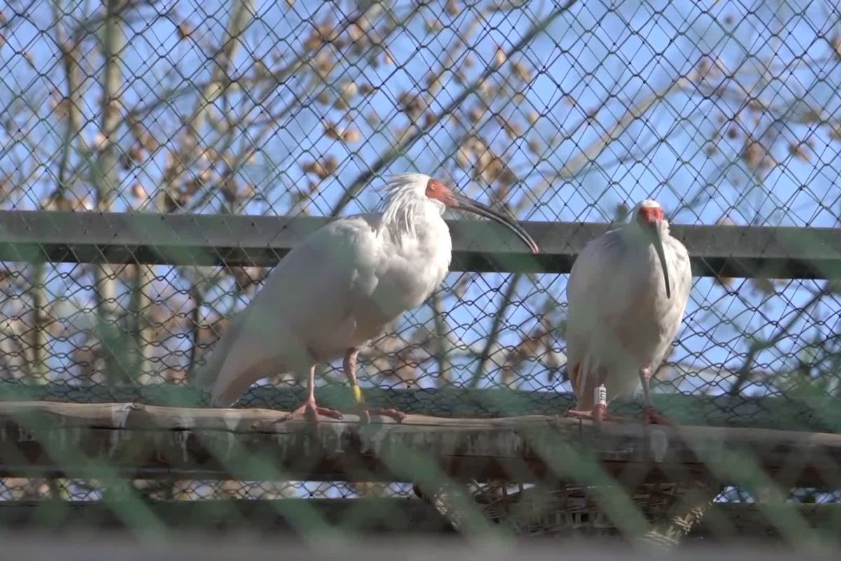 Membangun kembali populasi ibis jambul di Deqing