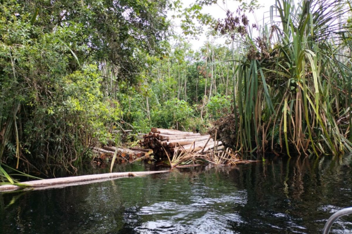 BB KSDA Riau: Lokasi warga tewas diterkam harimau habitat satwa liar
