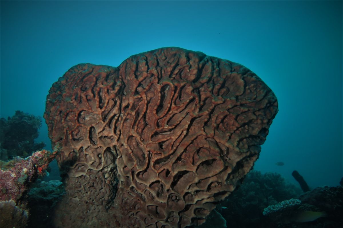 Dispar sebut penyelam asing ikuti kompetisi fotografi bawah laut Gorontalo