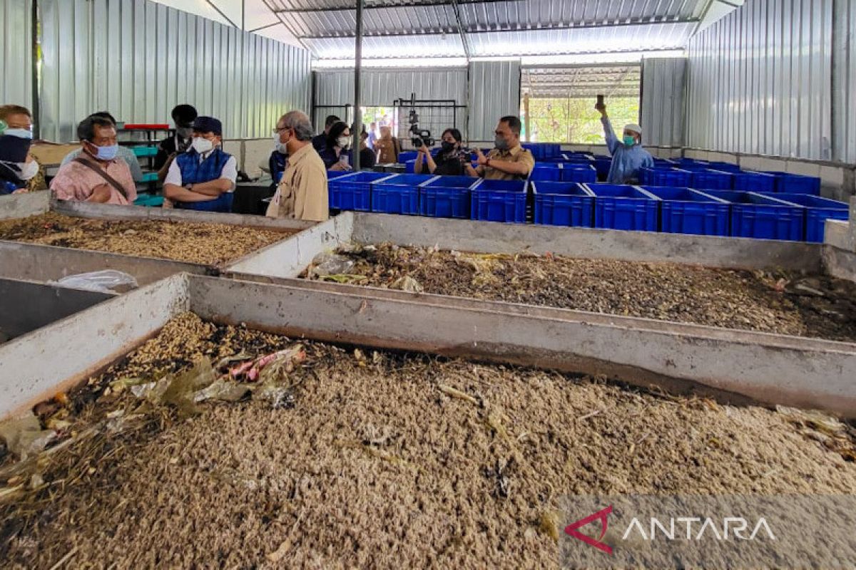 Yogyakarta manfaatkan Laron Sarungan edukasi pengolahan sampah organik