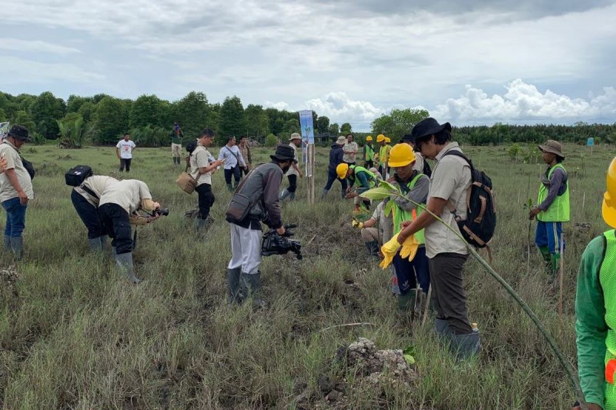 Mangrove di Pulau Alanggantang dilestarikan bersama PTBA-BTNBS-BPDAS