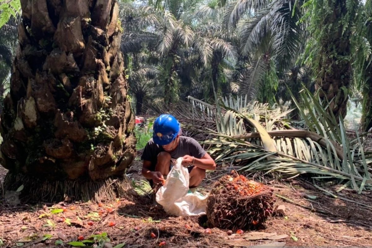 SPKS dorong pemerintah evaluasi skema kemitraan petani plasma