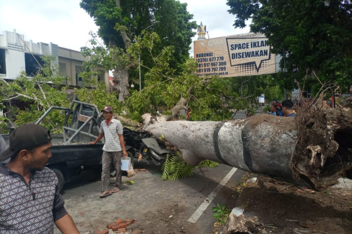 DLH Mataram: Jalan Langko jadi kawasan rawan pohon tumbang
