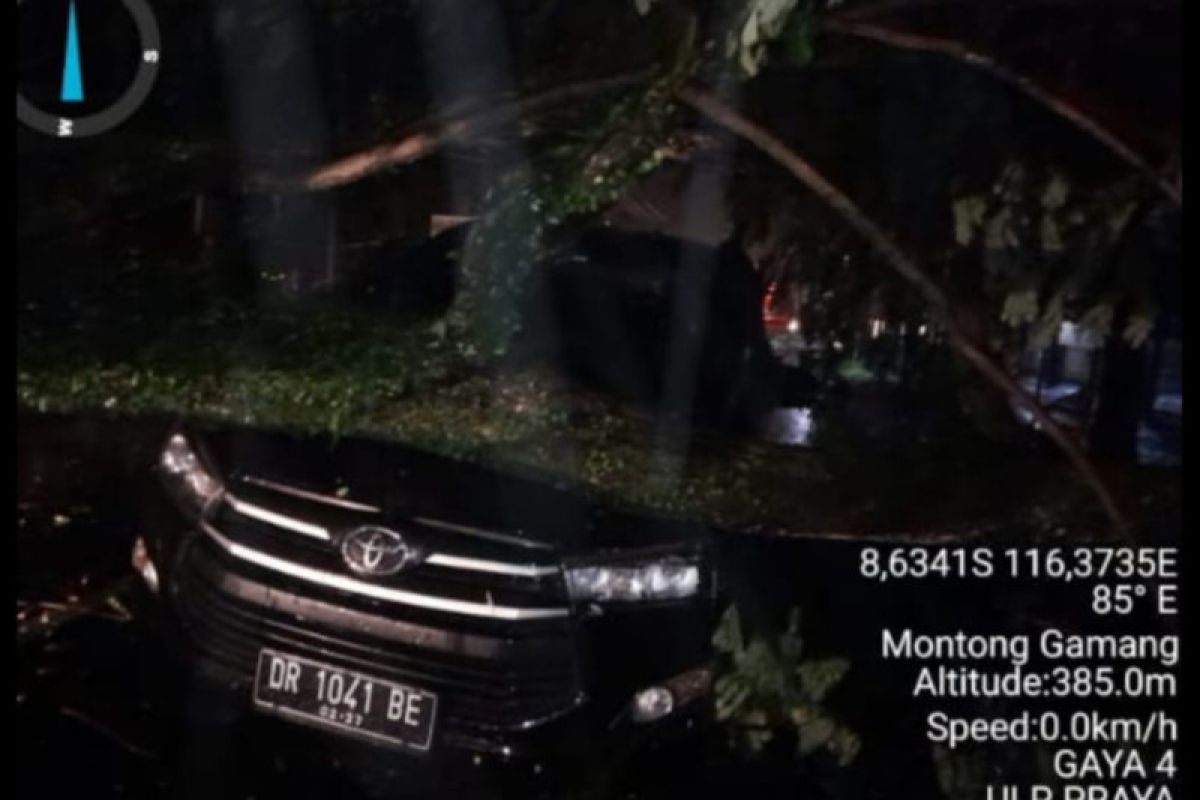 Mobil di Montong Gamang Lombok Tengah tertimpa pohon (video)