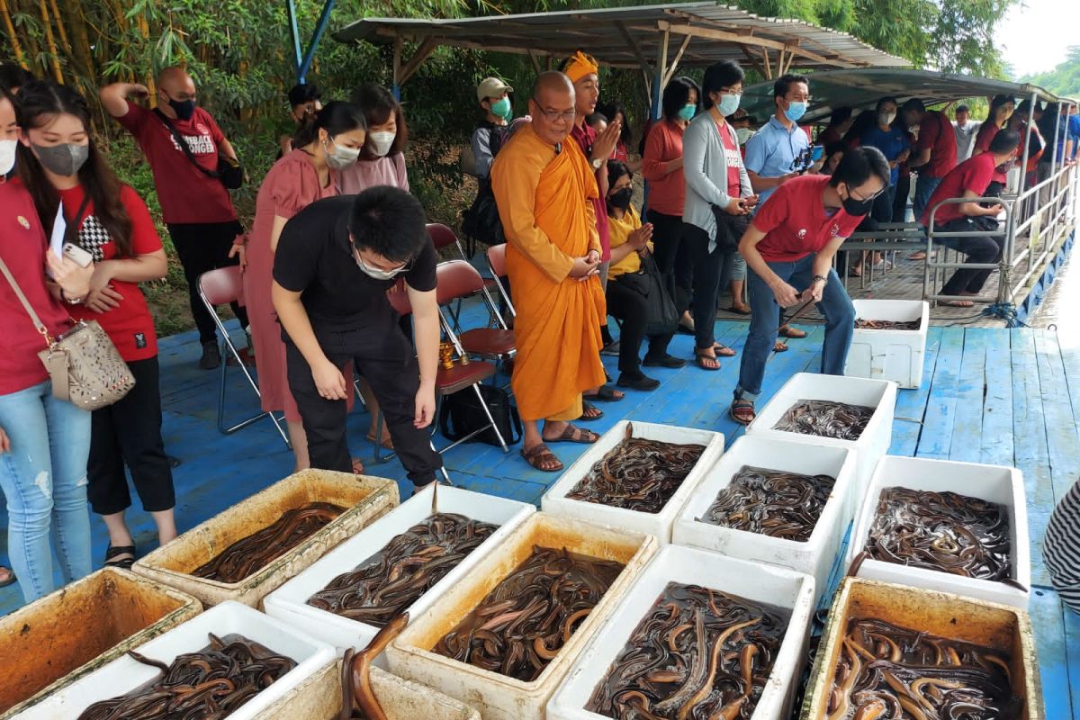 Young Budhhist Association lepas ribuan satwa air di Kalimas Surabaya