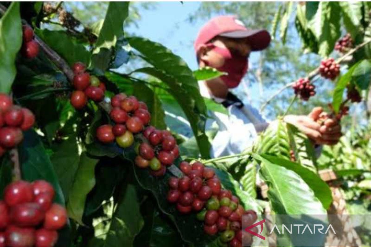 Temanggung ekspor kopi ke berbagai negara