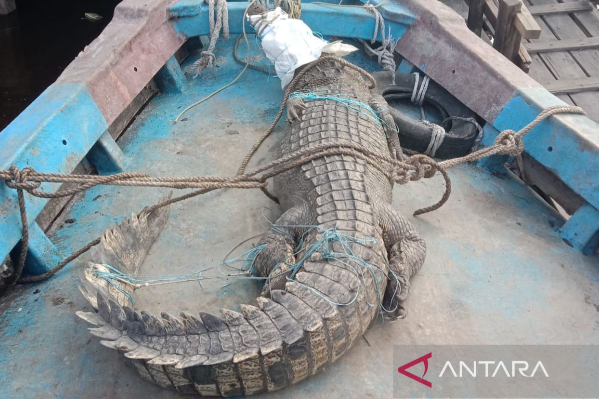 2 die in crocodile attacks; habitat disturbance to blame, says BBKSDA
