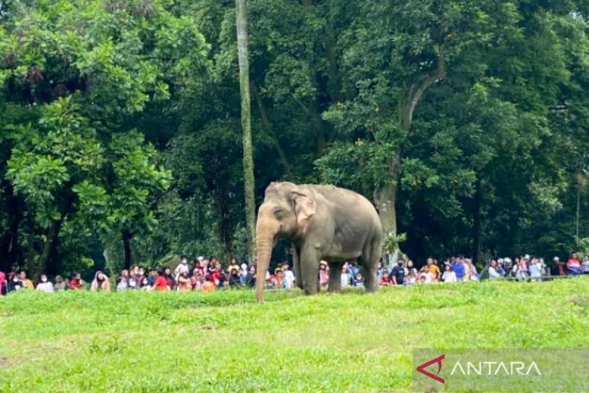 Jumlah satwa Taman Margasatwa Ragunan bertambah dua ekor