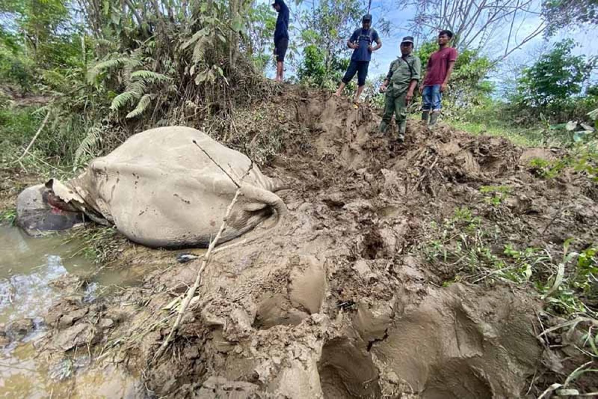 Setangan kawanan gajah liar tewaskan gajah jinak CRU Aceh Timur