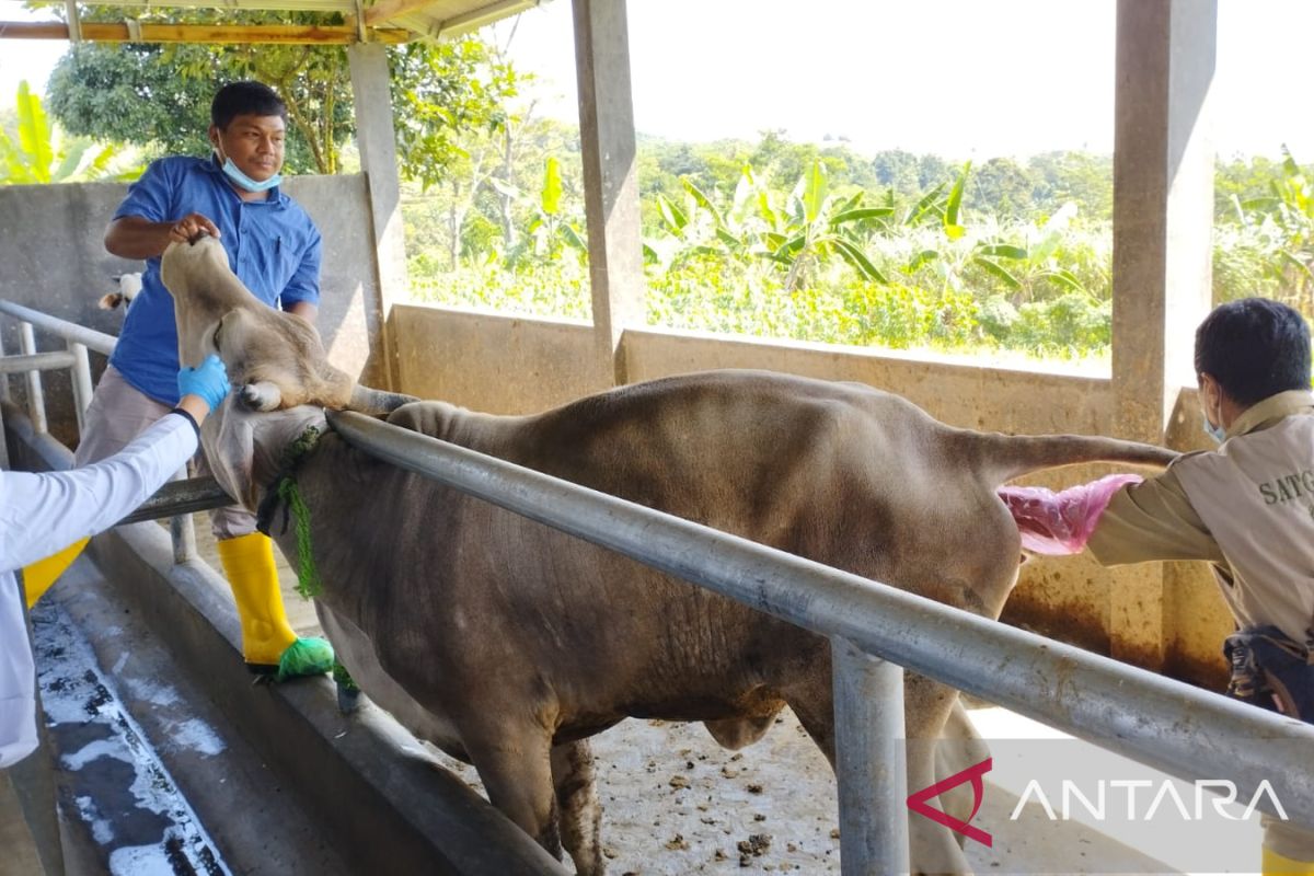 DKPP Kota Bogor segera sosialisasi antisipasi penyakit kulit benjol pada sapi