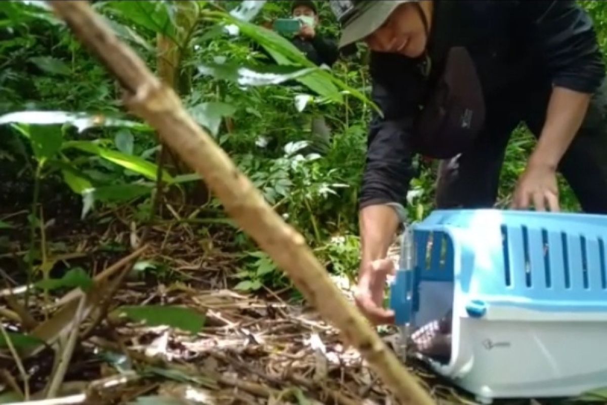 BKSDA Wilayah I Bengkulu melepasliarkan ribuan satwa dilindungi
