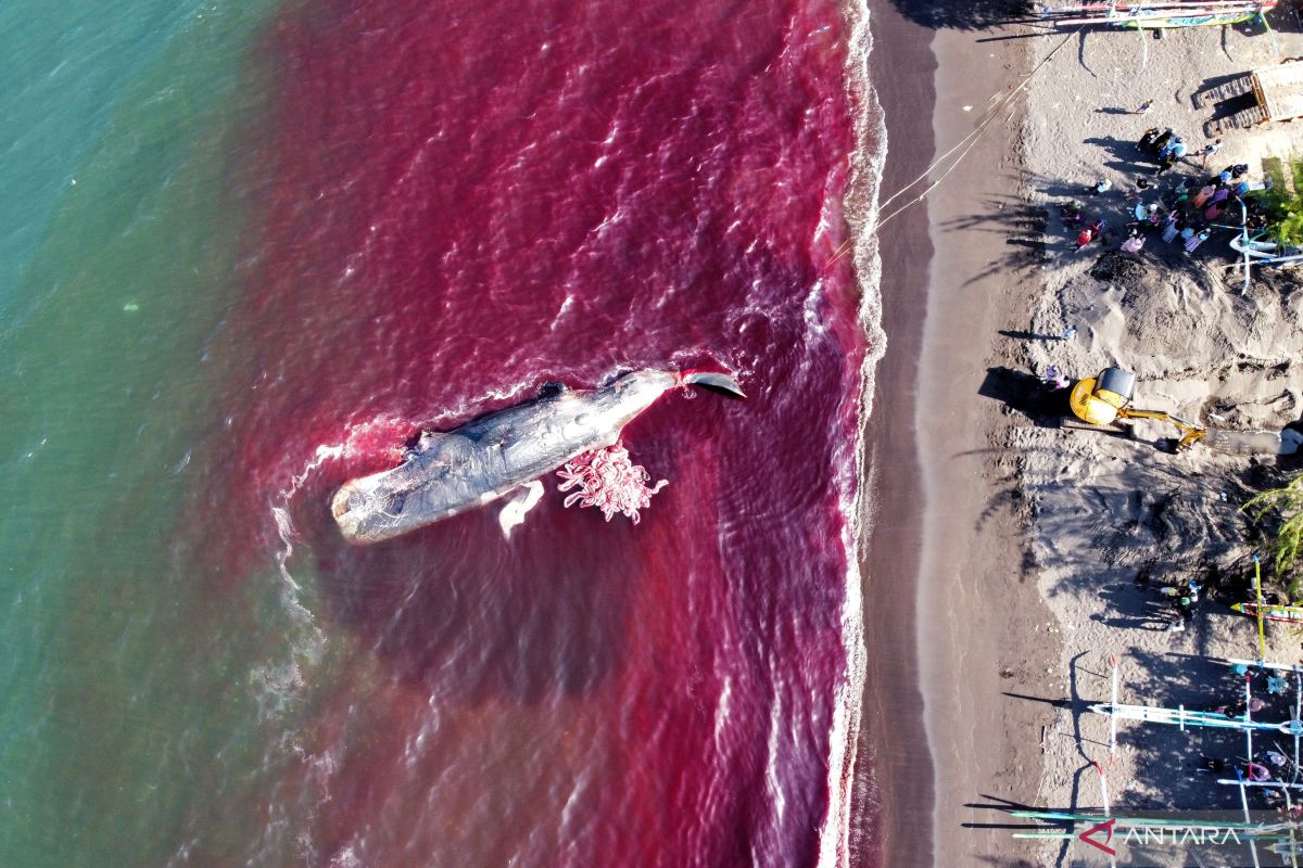 Paus mati akan ditenggelamkan di lepas pantai Teluk Osaka