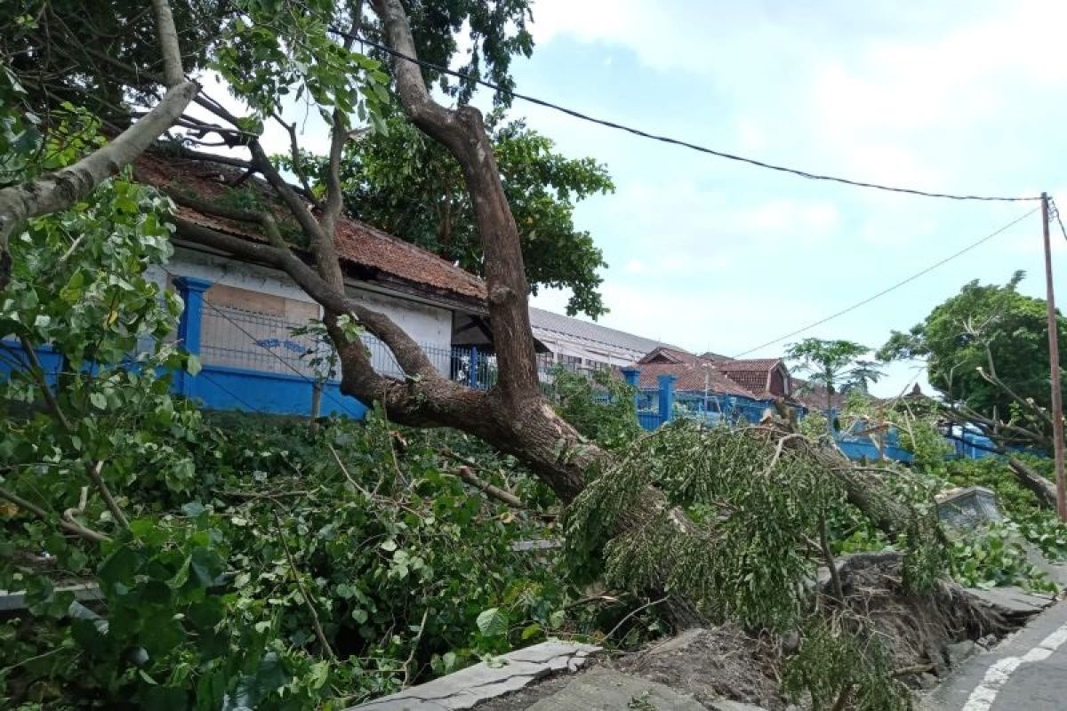Hujan lebat dan angin kencang menumbangkan 52 pohon pelindung di Mataram