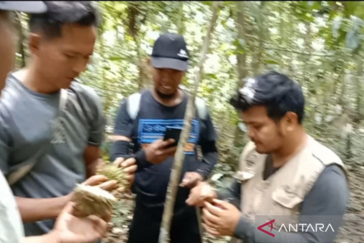 Jenis durian langka ditemukan di kawasan hutan Agam, Sumbar