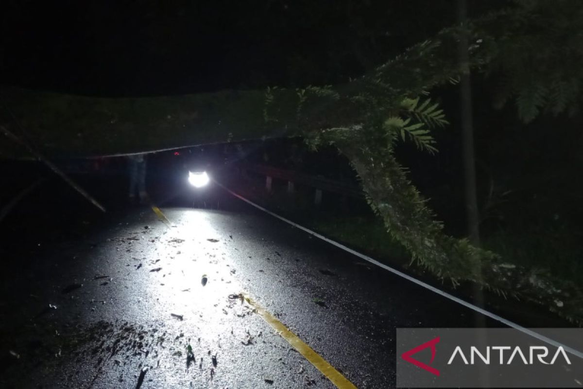 Pohon tumbang tutup ruas jalan nasional penghubung Cisolok-Lebak Banten