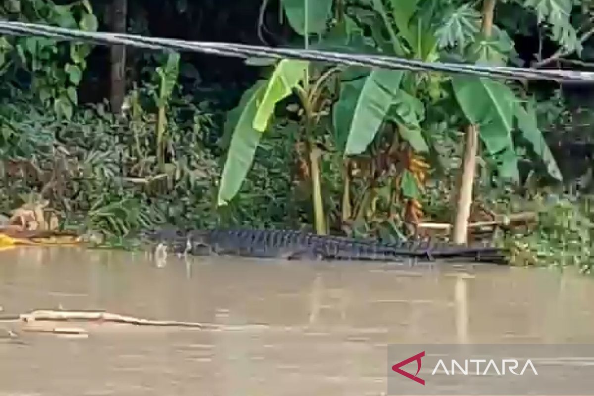 Penampakan buaya di Pujut Lombok Tengah rutin satu tahun sekali saat musim hujan