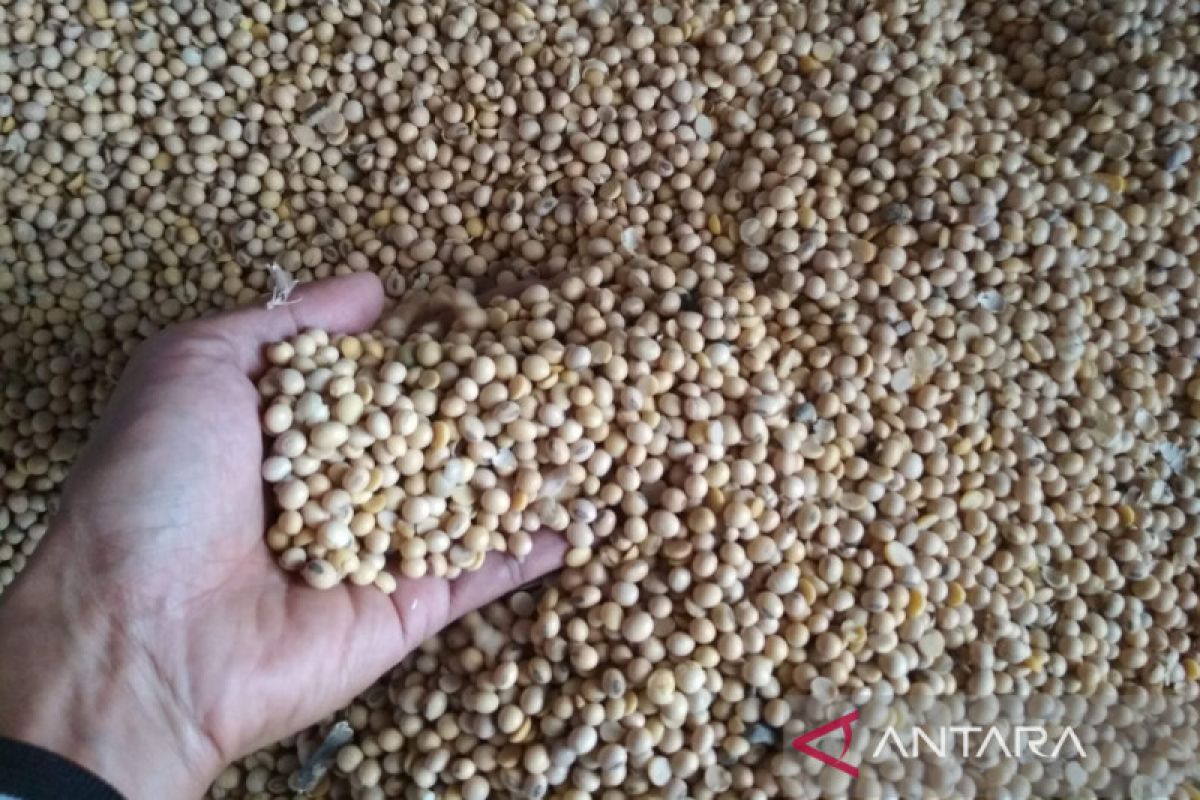 Harga jual kedelai impor di Kudus naik menjadi Rp11.000/kg