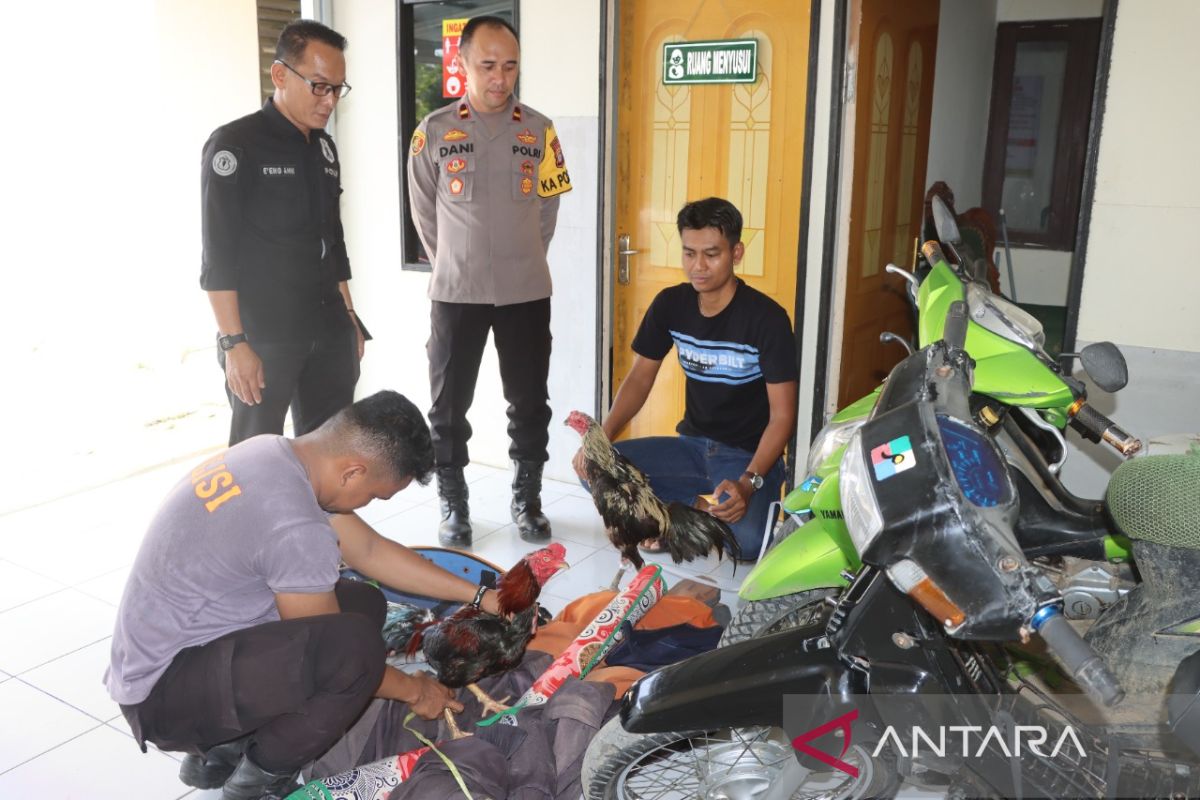 Polisi ringkus pelaku judi sabung ayam di Kecamatan Batumandi