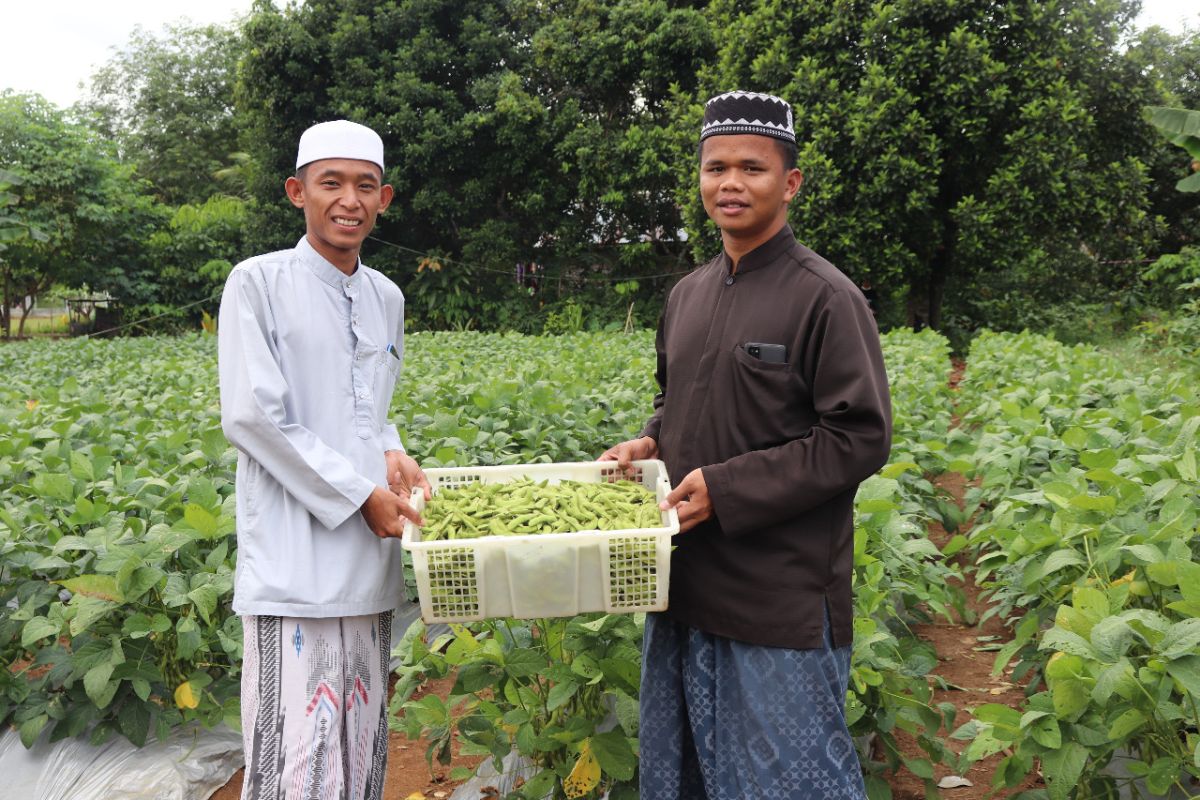 Ponpes Binaan Adaro Sukses Budidayakan Kedelai Jepang