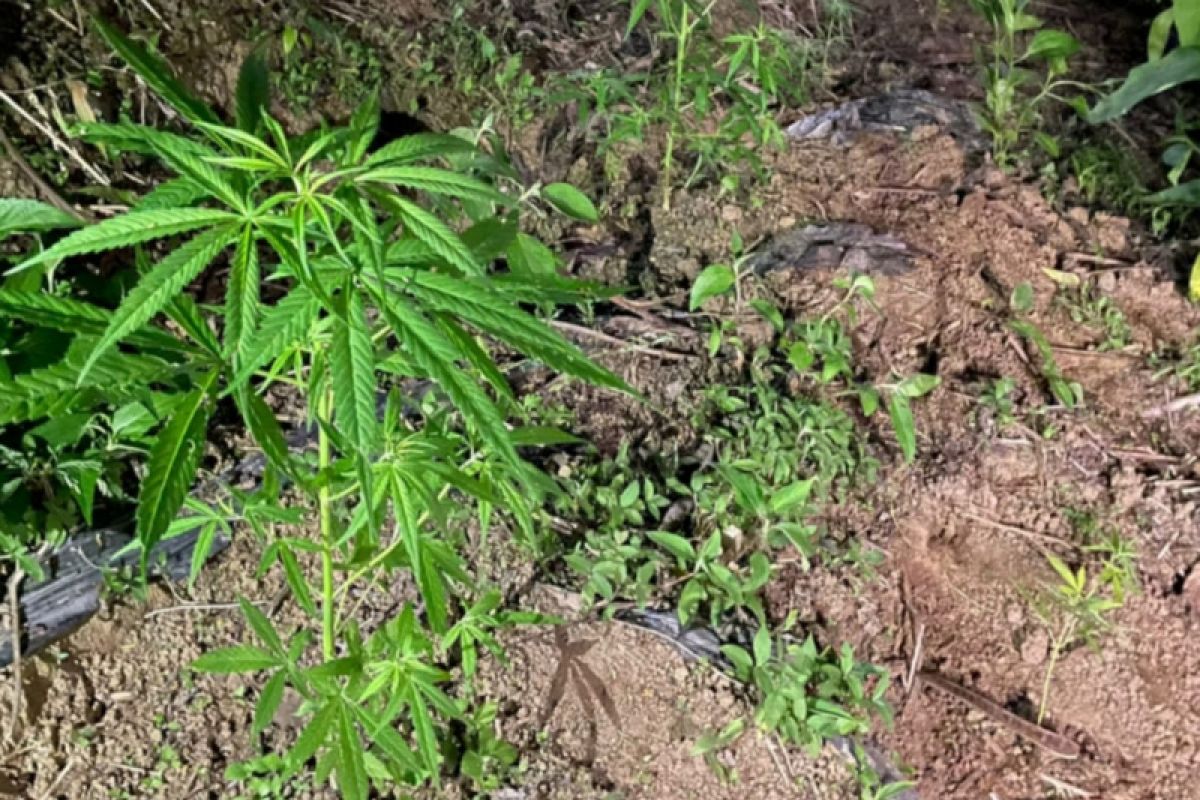 Polisi Rejang Lebong temukan ratusan batang tanaman ganja di perkebunan kopi