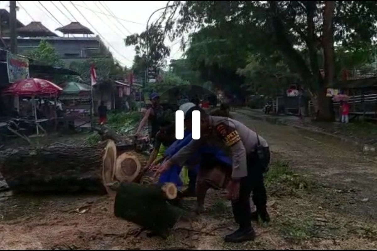Hujan angin, pohon tumbang di jalan raya Kawasan Mandalika (Video)