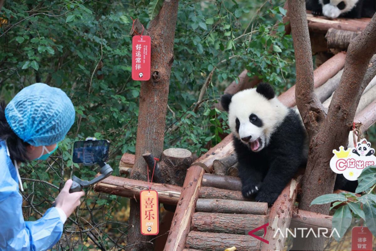 Malaysia pulangkan dua anak panda Yi Yi dan Sheng Yi ke China