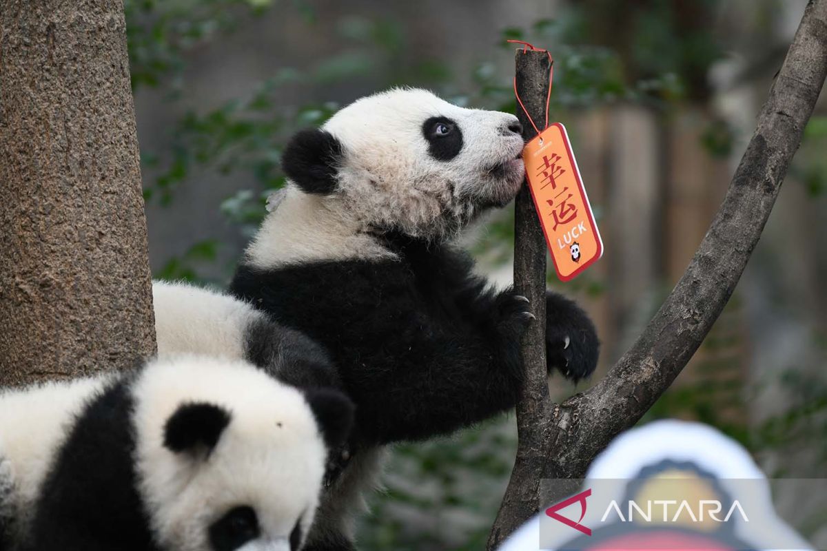 Terlilit utang, kebun binatang Finlandia akan pulangkan panda ke China