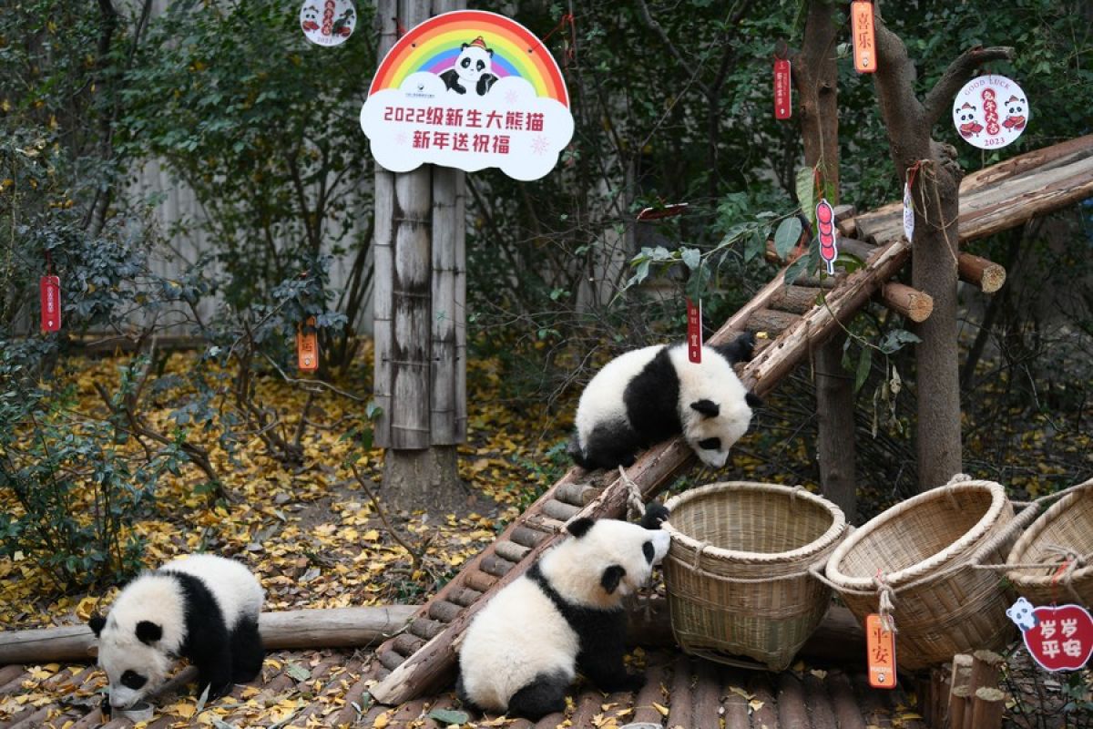Bayi panda raksasa sapa pengunjung jelang Tahun Baru di Sichuan, China
