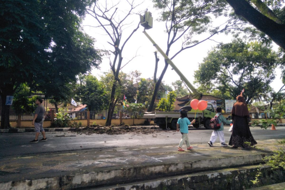 Pemkab Lombok Tengah memangkas pohon antisipasi cuaca ekstrem