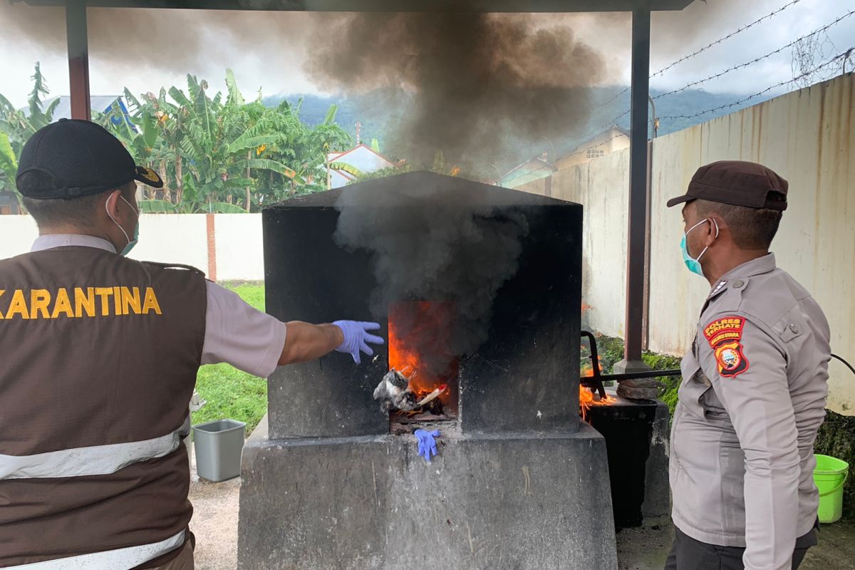 Karantina Ternate musnahkan unggas yang masuk di Malut