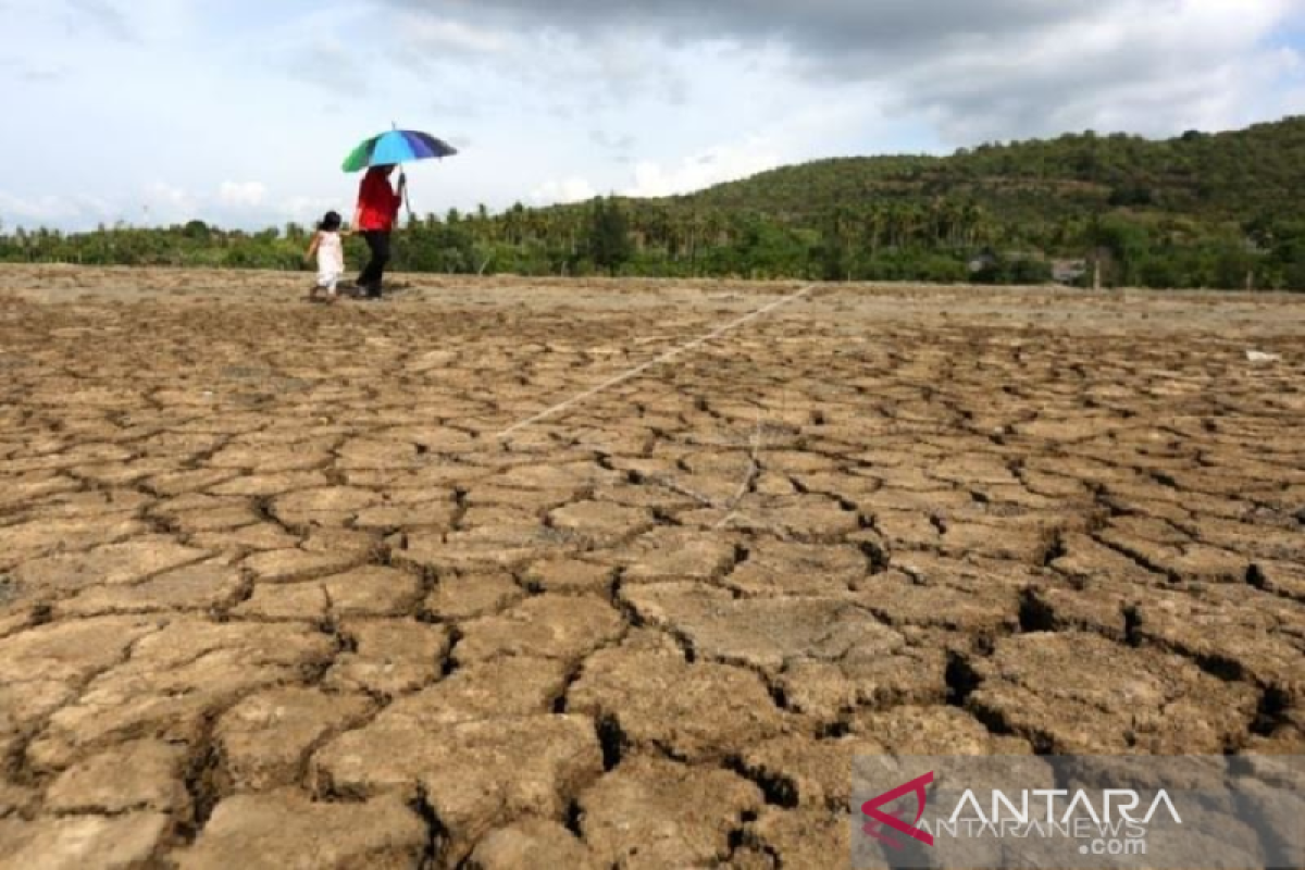 Riset USK: Perubahan iklim sebabkan petani padi di Aceh Besar gagal panen