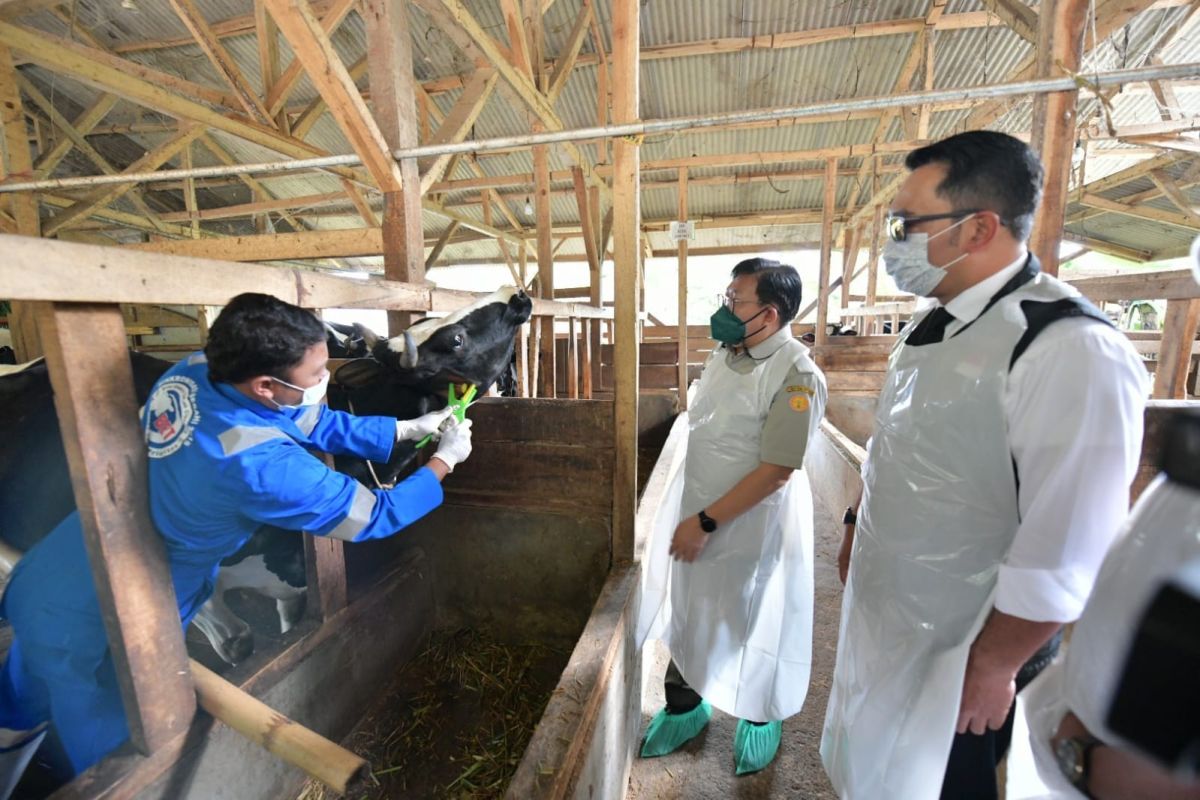 After FMD outbreak, W Java focuses on cattle population recovery