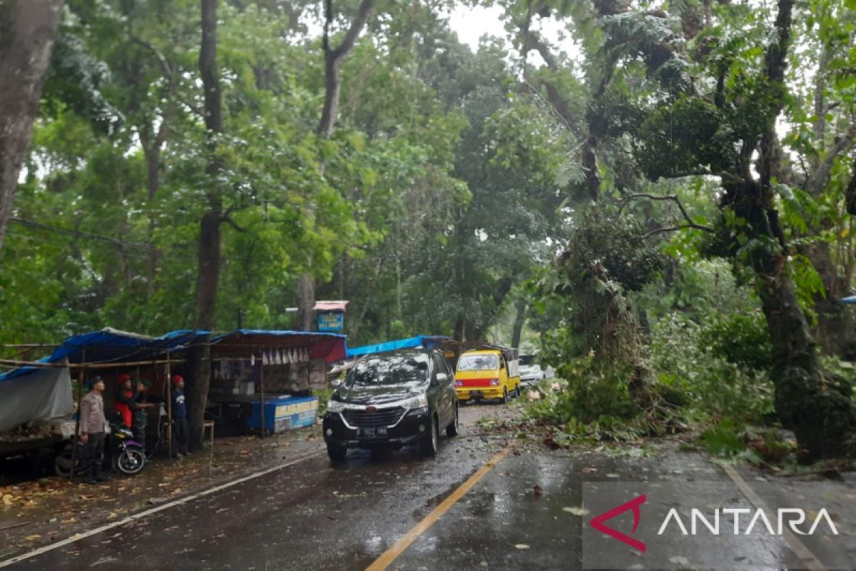 Pohon berukuran besar tumbang tutup jalur wisata Palabuhanratu-Cisolok Sukabumi