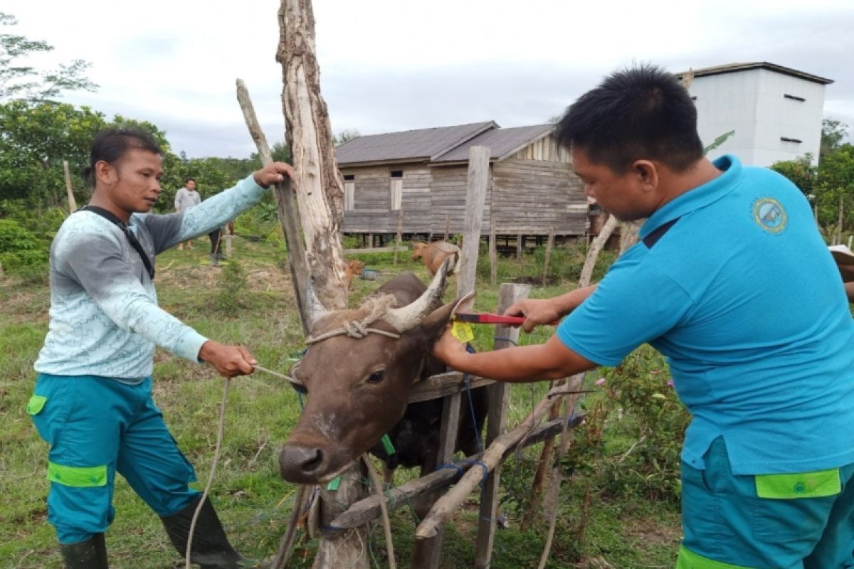 Pemkab Gunung Mas targetkan ribuan ternak dipasang penanda