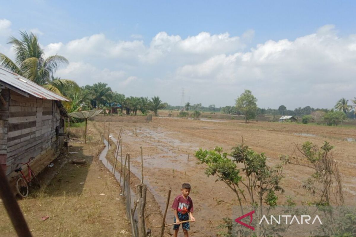 Ratusan hektare sawah di Mukomuko Bengkulu  terbengkalai tak ada air