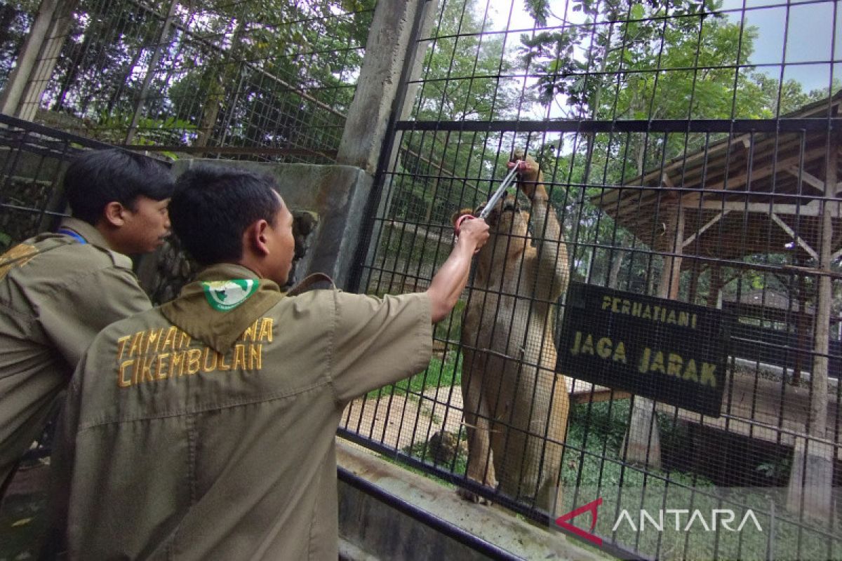 Taman satwa di Garut jadi pilihan wisatawan pada libur tahun baru