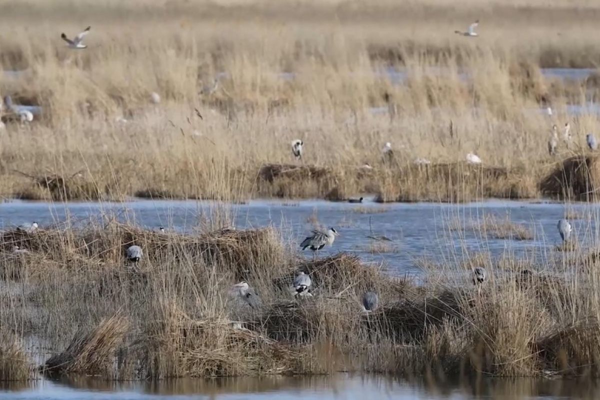 Danau Hulun di China  yang dulu menyusut alami perluasan perairan