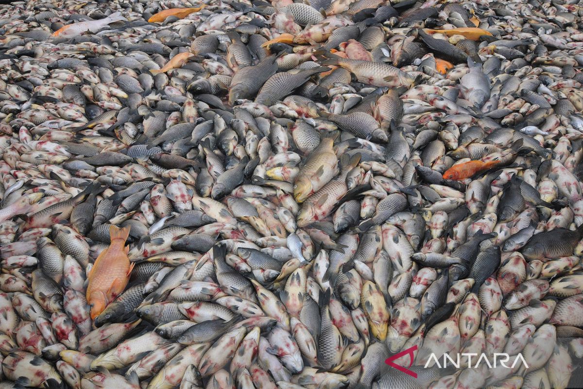 Akibat kandungan oksigen rendah, belasan ton ikan di Danau Ranau mati