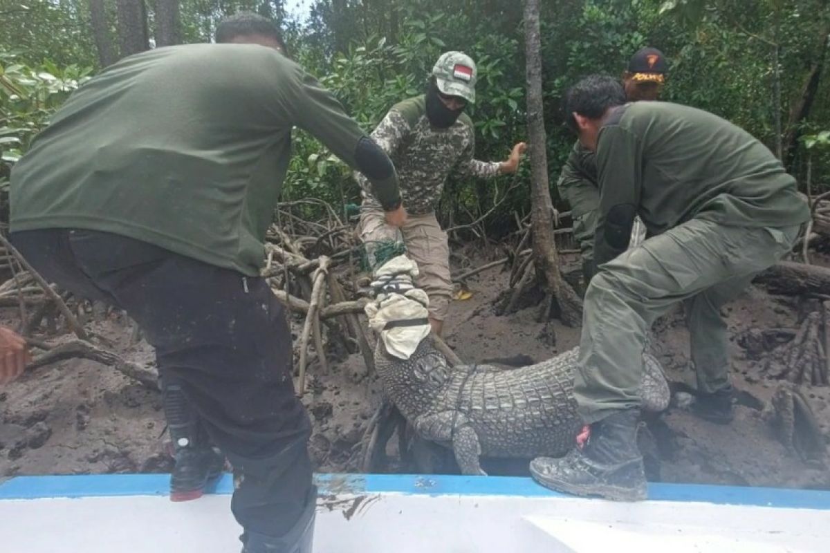 Petugas BKSDA evakuasi buaya muara tangkapan warga