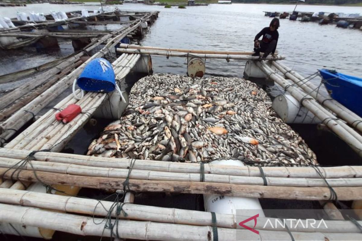 Ini pemicu kematian ribuan ikan di Kedung Ombo