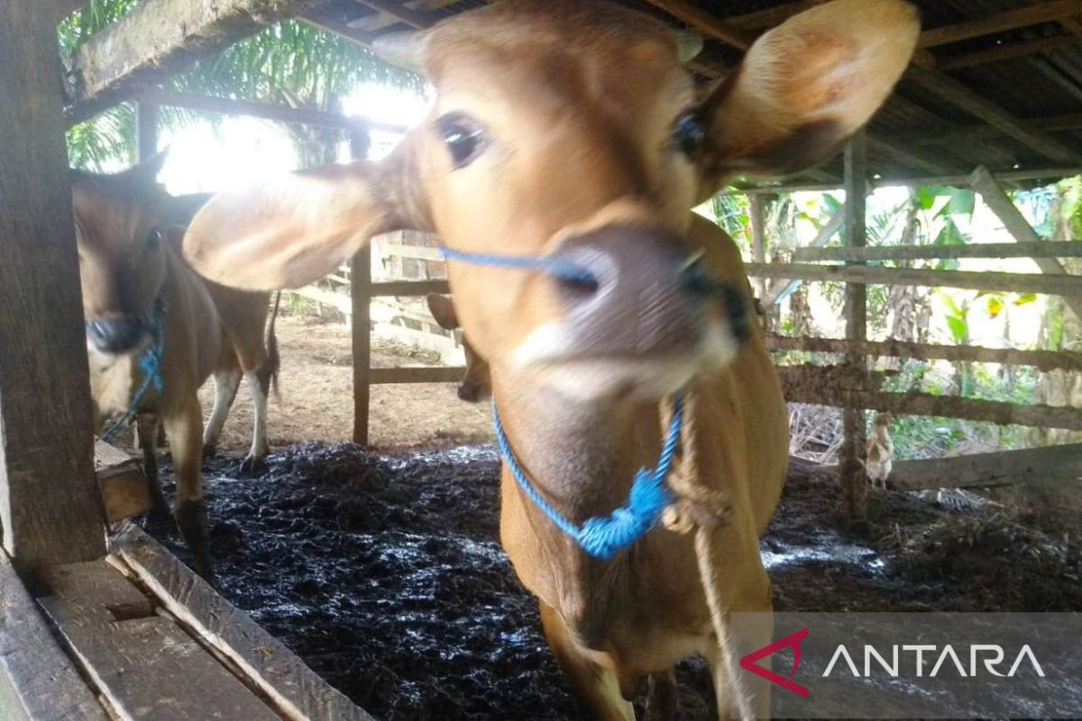 Sebanyak 500 sapi di Kabupaten Penajam telah diasuransikan