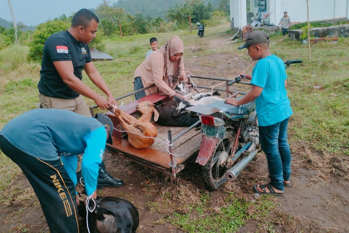 Satpol PP dan WH Aceh Jaya lelang ternak langgar Qanun