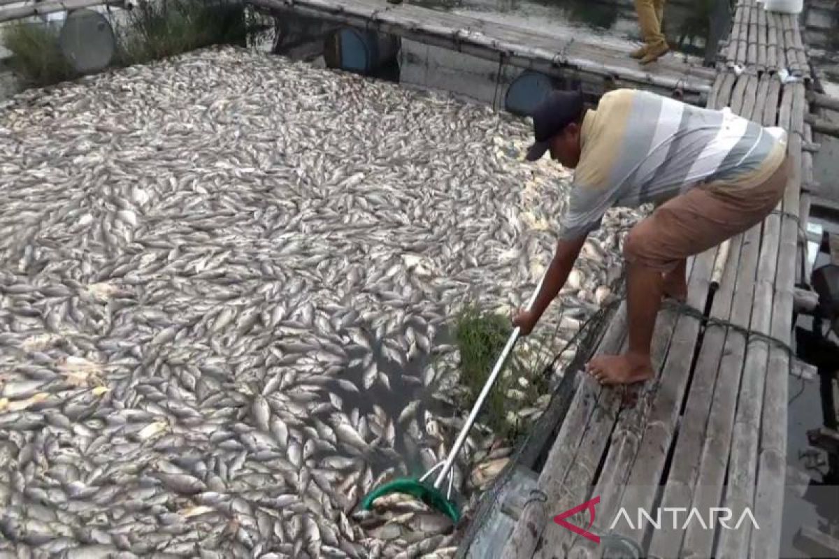 Kematian ikan keramba di Kedung Ombo Boyolali terus bertambah