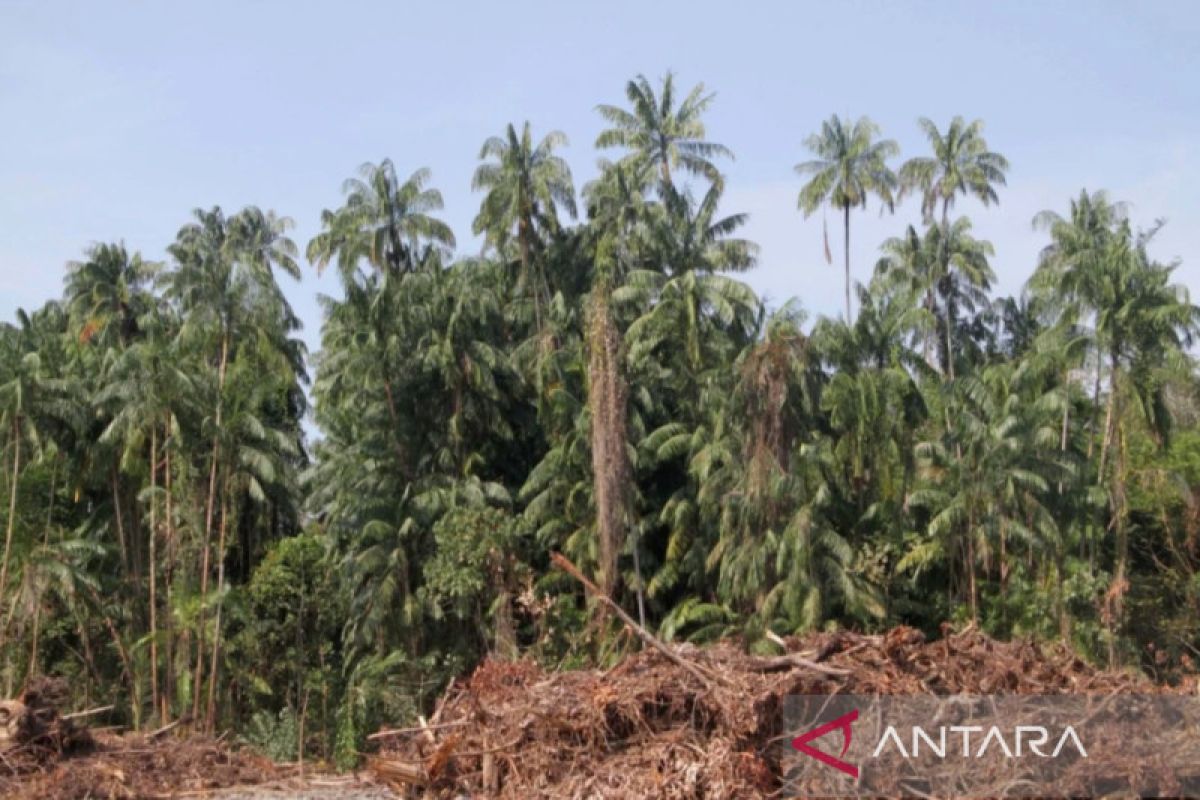 Nibung, tanaman kokoh berjuta manfaat