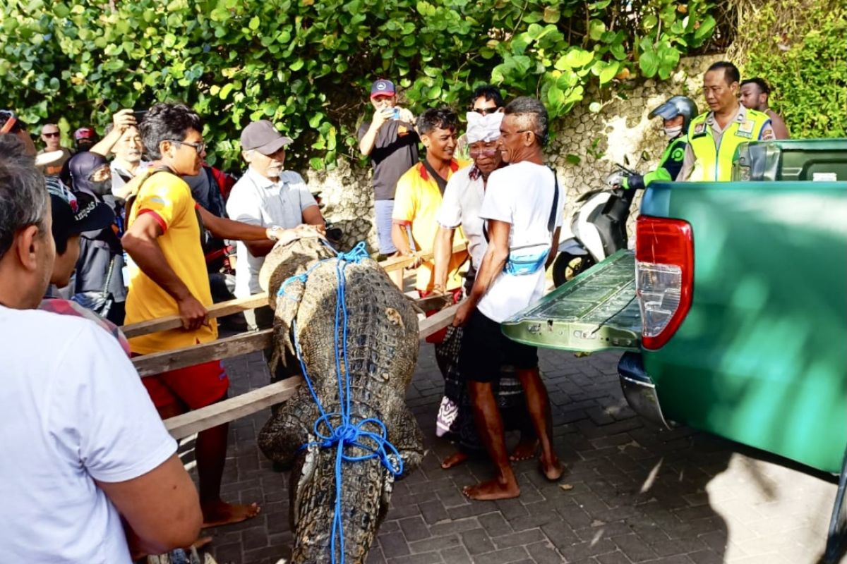 BKSDA minta masyarakat waspada buaya muara lainnya di sekitar Pantai Legian