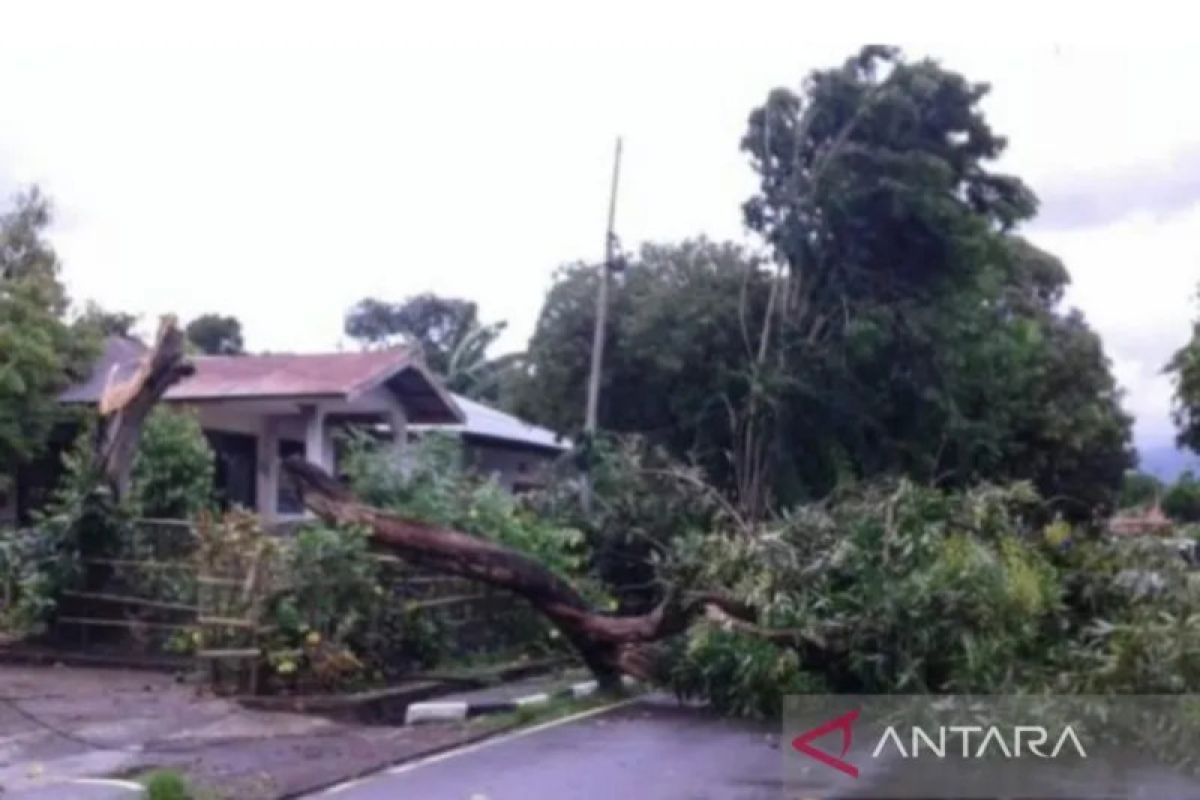 Seorang sales tertimpa pohon tumbang di jalan raya Labuhan Haji Lombok Timur