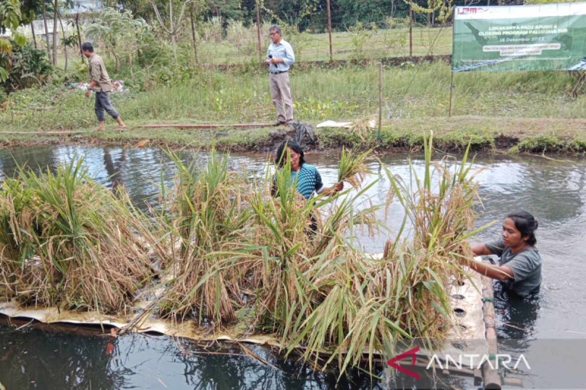 UMY kembangkan teknologi padi apung solusi hadapi penyusutan lahan