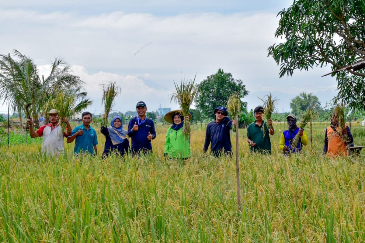 DKPP sebut program ketahanan pangan di Surabaya hasilkan padi 22,4 ton