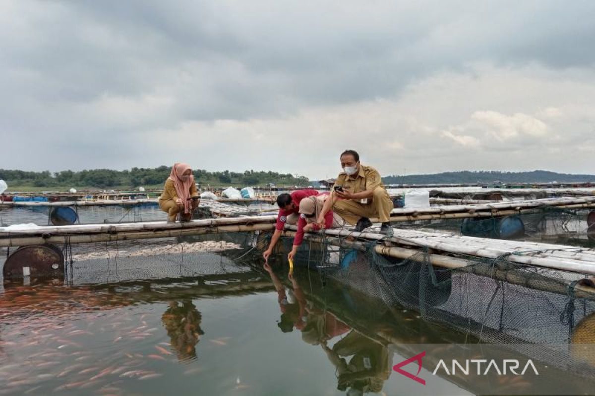 Kematian ikan di Waduk Kedung Ombo mereda