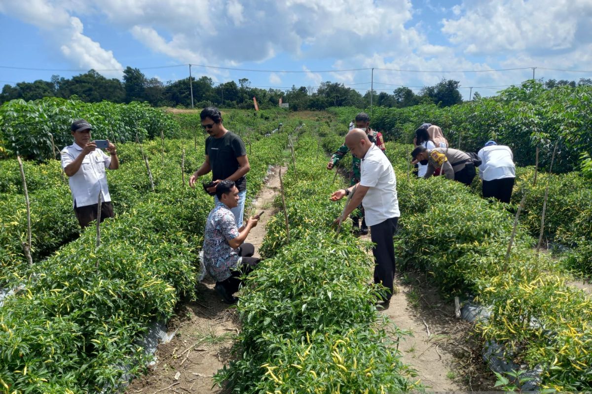 Produksi cabai di Belitung sepanjang 2022 capai 338,6 ton